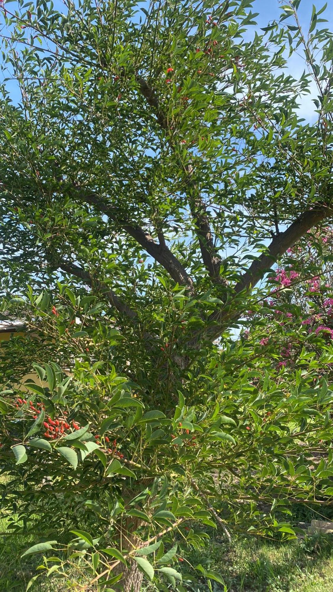 Bed & Breakfast Agrib&b Lemontree Garde'n Syracuse