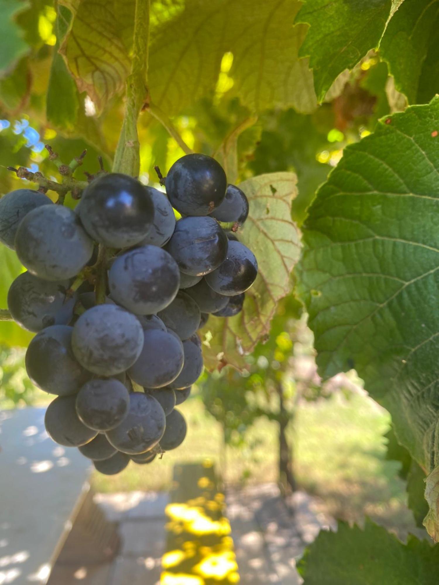 Bed & Breakfast Agrib&b Lemontree Garde'n Syracuse