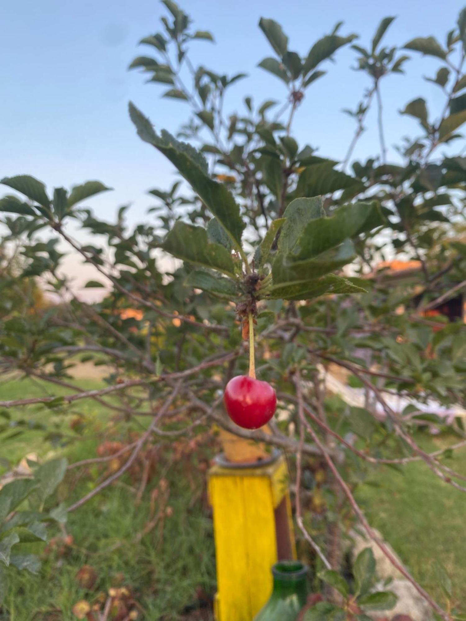 Agrib&b Lemontree Garde'n 2*