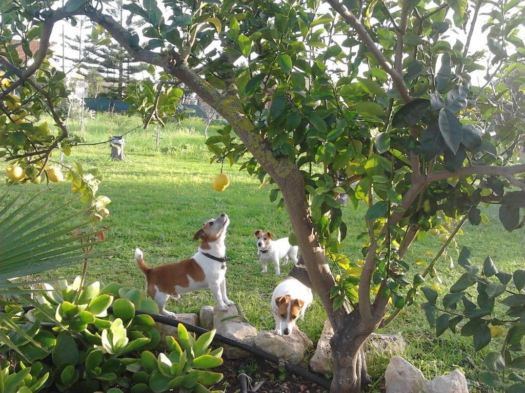 Bed & Breakfast Agrib&b Lemontree Garde'n